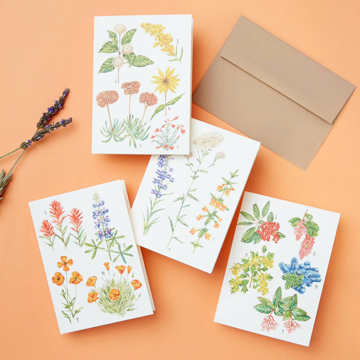 California Botany Card Set of 8