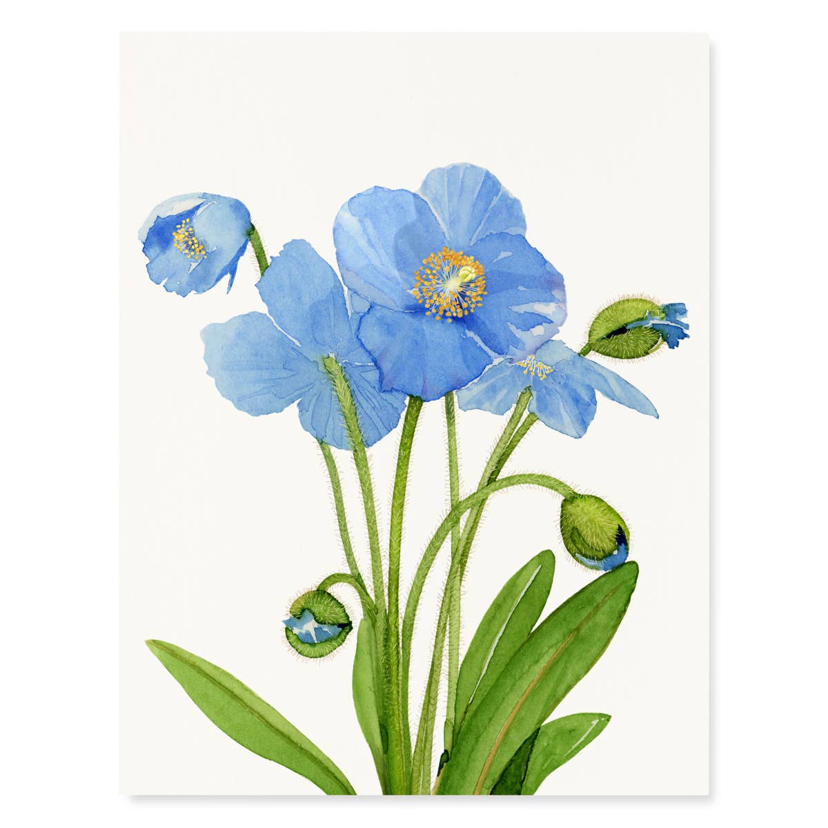 Blue Poppies - Flower Boxed Greeting Cards