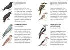 Match a Baby Bird
